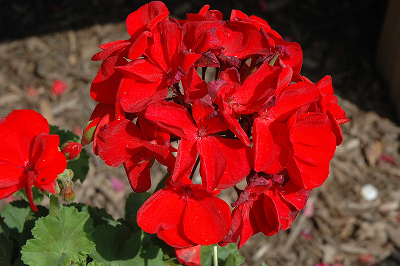 Survivor Dark Red Geranium (Pelargonium 'Survivor Dark Red') at Roger's Gardens