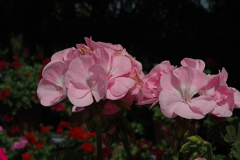 Fantasia Pink Shell Geranium (Pelargonium 'Fantasia Pink Shell') at Roger's Gardens