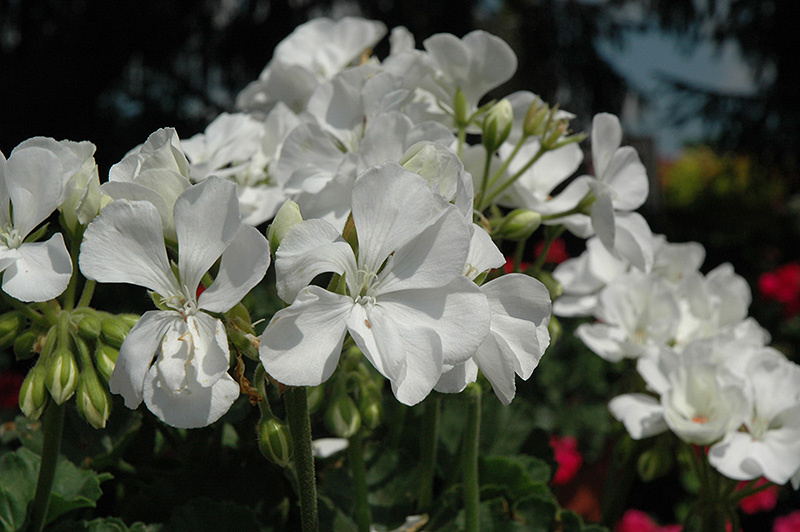 Fantasia White Geranium (Pelargonium 'Fantasia White') at Roger's Gardens