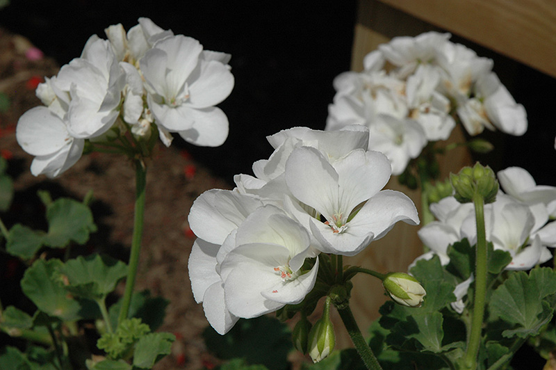 Survivor White Geranium (Pelargonium 'Survivor White') at Roger's Gardens