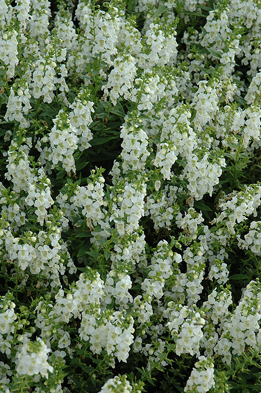 Serena White Angelonia (Angelonia angustifolia 'PAS1209522') at Roger's Gardens