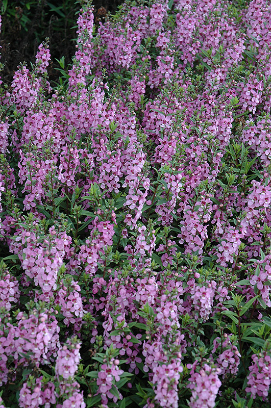Serenita Lavender Pink Angelonia (Angelonia angustifolia 'Serenita Lavender Pink') at Roger's Gardens