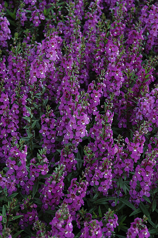 Serena Purple Angelonia (Angelonia angustifolia 'PAS1180781') at Roger's Gardens