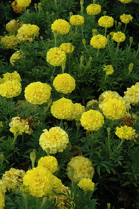 Lady First Marigold (Tagetes erecta 'Lady First') at Roger's Gardens
