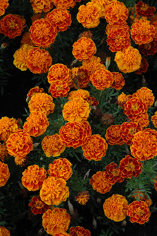 Cresta Flame Marigold (Tagetes patula 'Cresta Flame') at Roger's Gardens