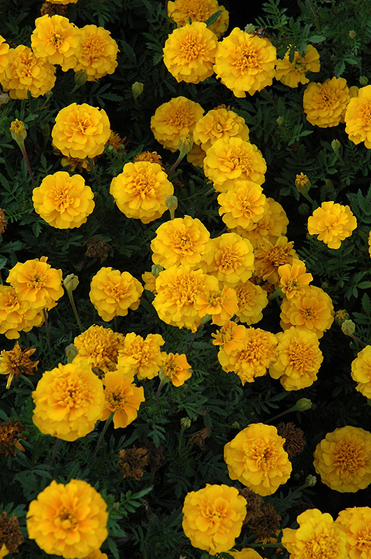 Cresta Gold Marigold (Tagetes patula 'Cresta Gold') at Roger's Gardens