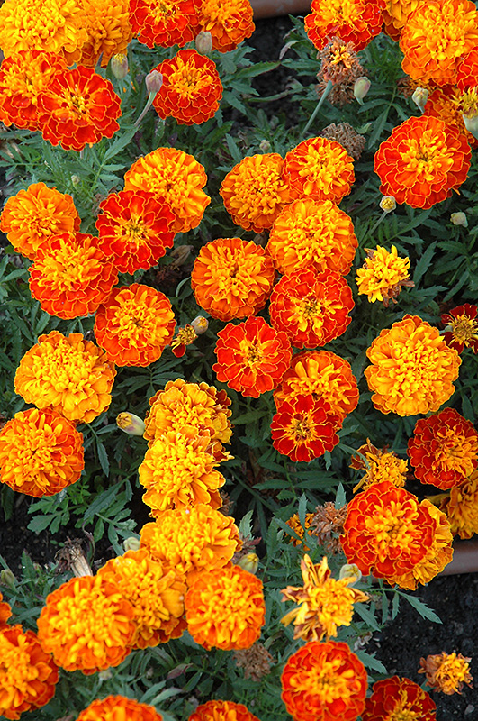 Cresta Harmony Marigold (Tagetes patula 'Cresta Harmony') at Roger's Gardens