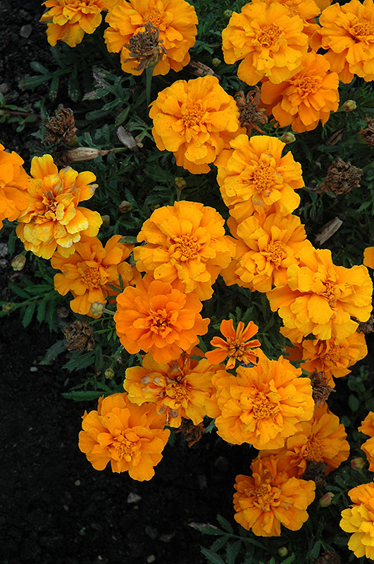 Cresta Orange Marigold (Tagetes patula 'Cresta Orange') at Roger's Gardens