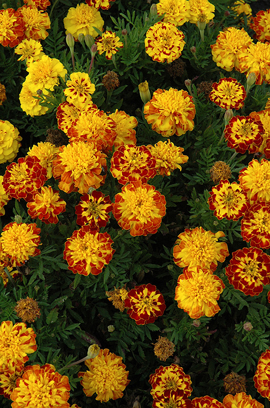 Cresta Spry Marigold (Tagetes patula 'Cresta Spry') at Roger's Gardens