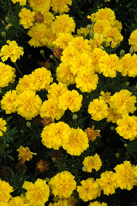 Cresta Yellow Marigold (Tagetes patula 'Cresta Yellow') at Roger's Gardens