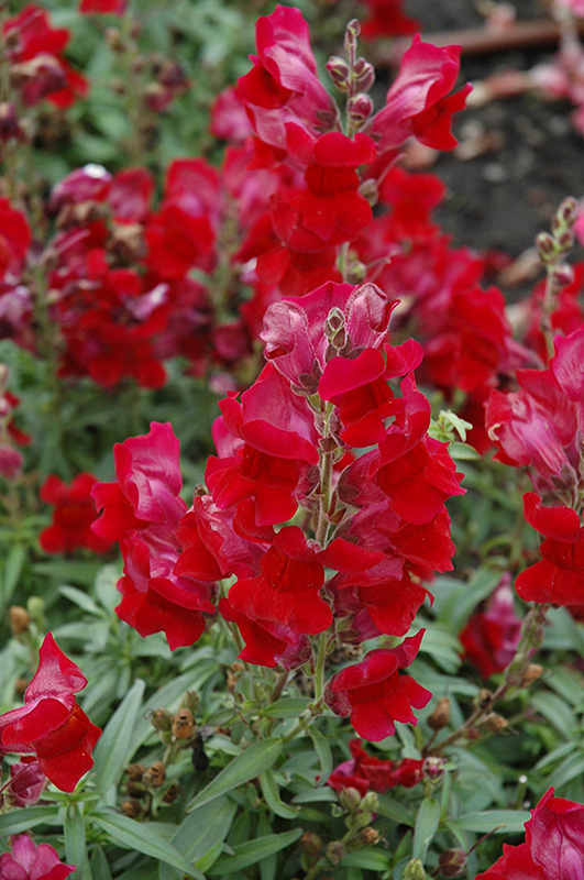 Speedy Sonnet Crimson Snapdragon (Antirrhinum majus 'Speedy Sonnet Crimson') at Roger's Gardens