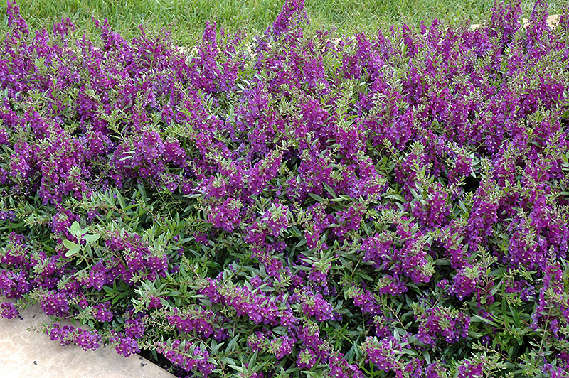 AngelMist Spreading Dark Purple Angelonia (Angelonia angustifolia 'Balangsparpi') at Roger's Gardens