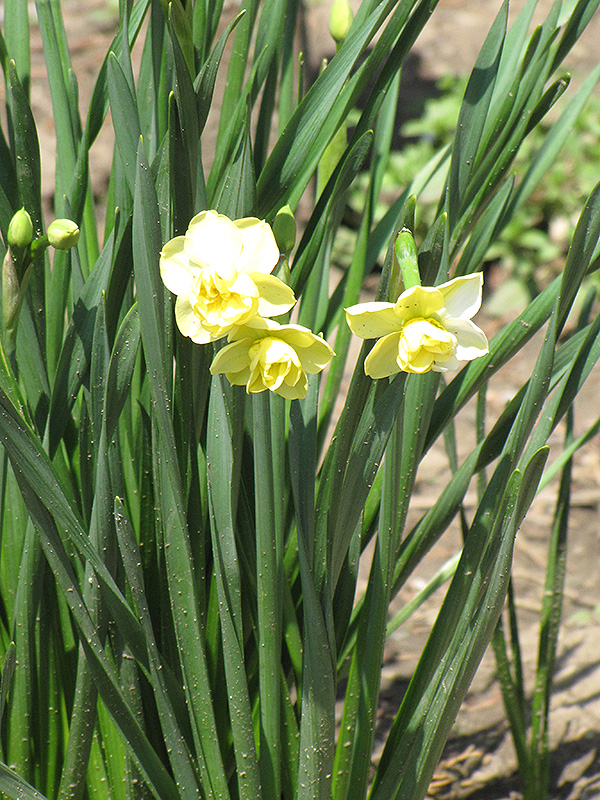 Yellow Cheerfulness Daffodil (Narcissus x poetaz 'Yellow Cheerfulness') at Roger's Gardens