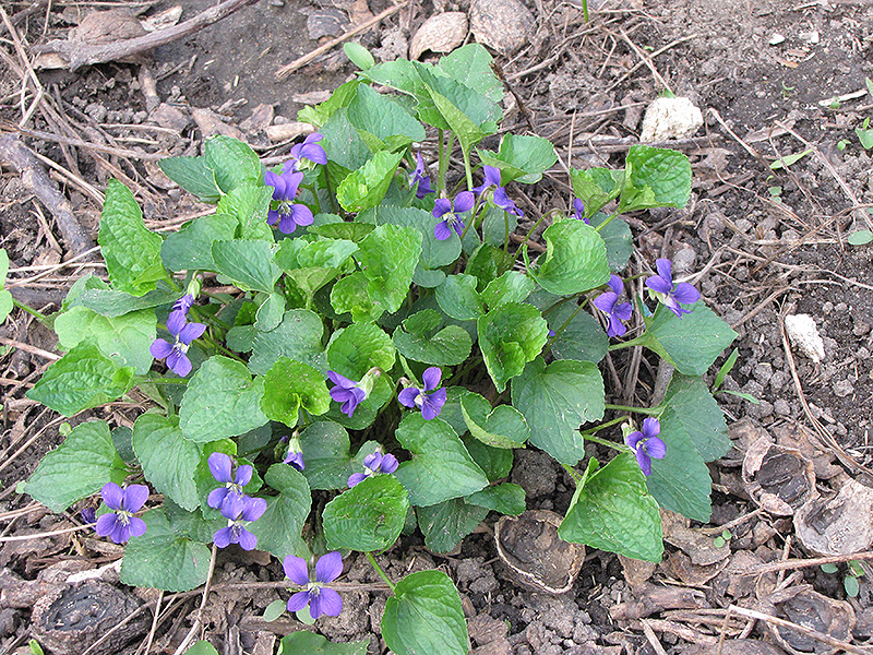Wood Violet (Viola odorata) at Roger's Gardens