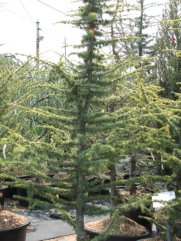 Golden Atlas Cedar (Cedrus atlantica 'Aurea') at Roger's Gardens