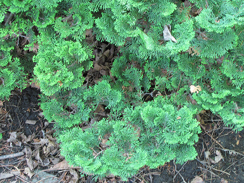 Nana Dwarf Hinoki Falsecypress (Chamaecyparis obtusa 'Nana') at Roger's Gardens