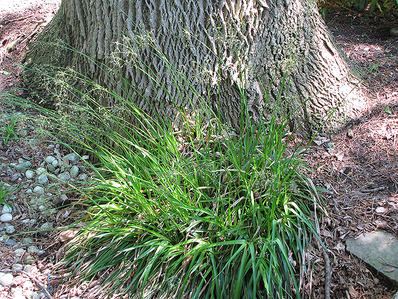 Greater Wood Rush (Luzula maxima) at Roger's Gardens