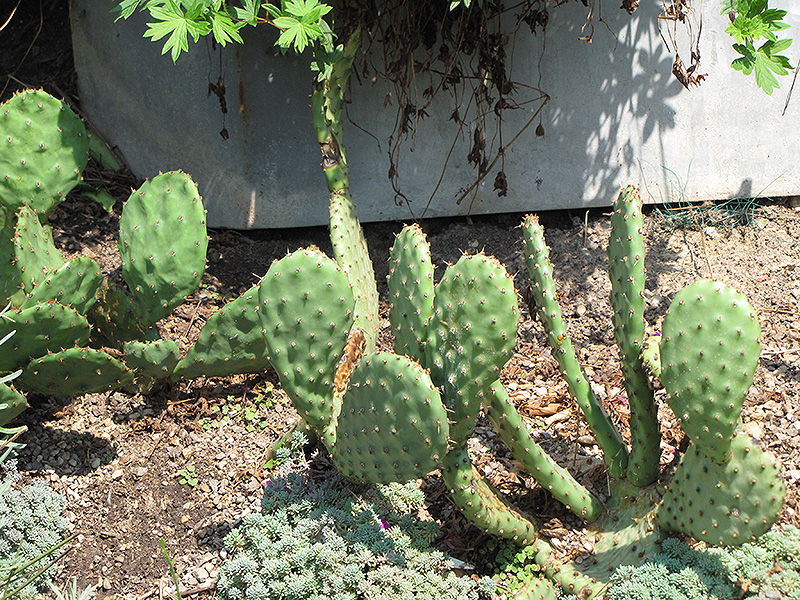 Beavertail Prickly Pear Cactus (Opuntia basilaris) at Roger's Gardens