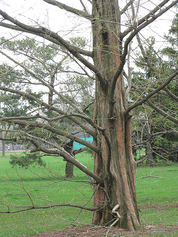 Dawn Redwood (Metasequoia glyptostroboides) at Roger's Gardens