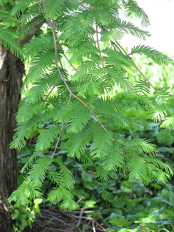 Dawn Redwood (Metasequoia glyptostroboides) at Roger's Gardens