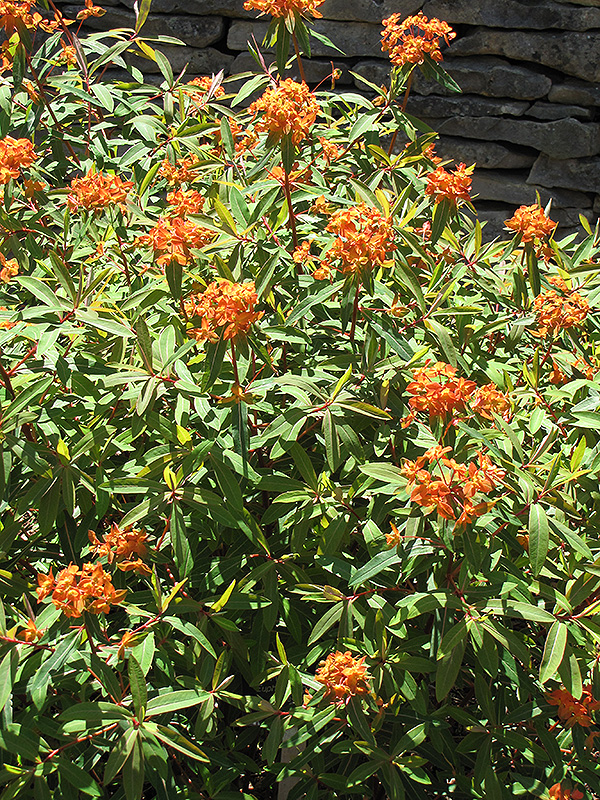 Fireglow Spurge (Euphorbia griffithii 'Fireglow') at Roger's Gardens