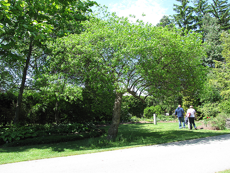 Hop Tree (Ptelea trifoliata) at Roger's Gardens