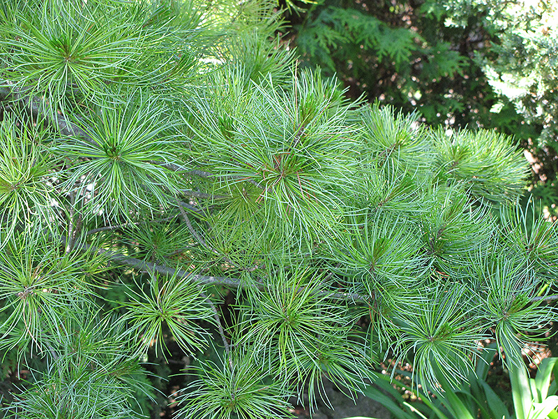 Japanese White Pine (Pinus parviflora) at Roger's Gardens