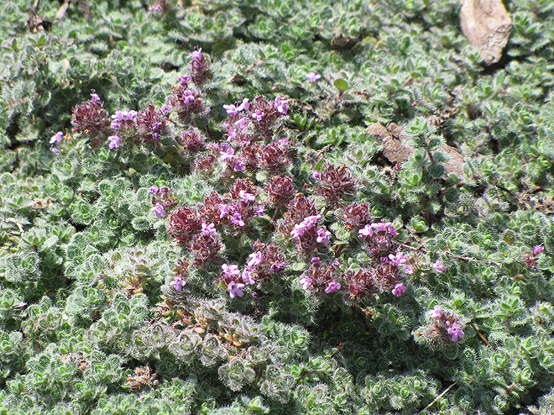 Wooly Thyme (Thymus pseudolanuginosis) at Roger's Gardens