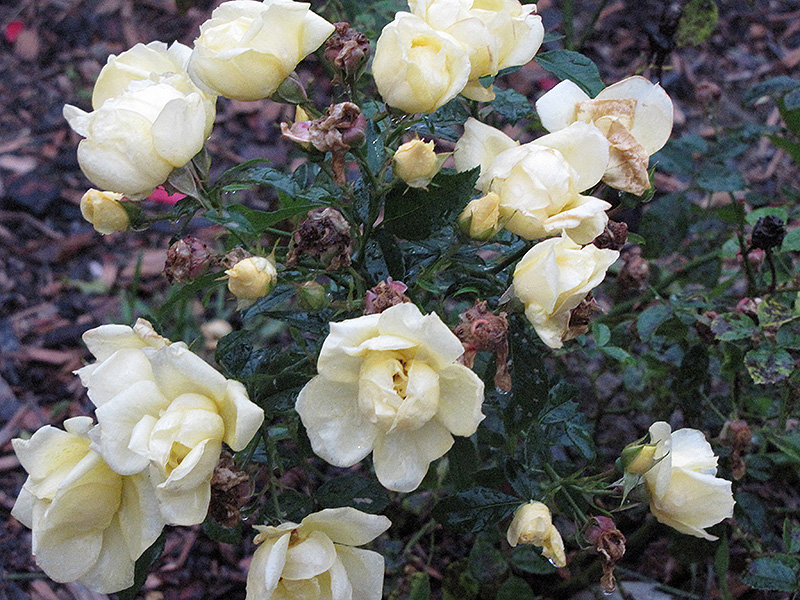 Flower Carpet Sunshine Rose (Rosa 'Flower Carpet Sunshine') at Roger's Gardens