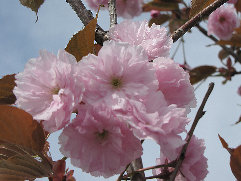 Japanese Flowering Cherry (Prunus serrulata) at Roger's Gardens