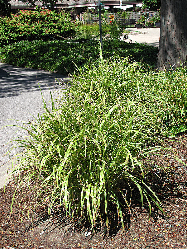 Little Nicky Maiden Grass (Miscanthus sinensis 'Little Nicky') at Roger's Gardens