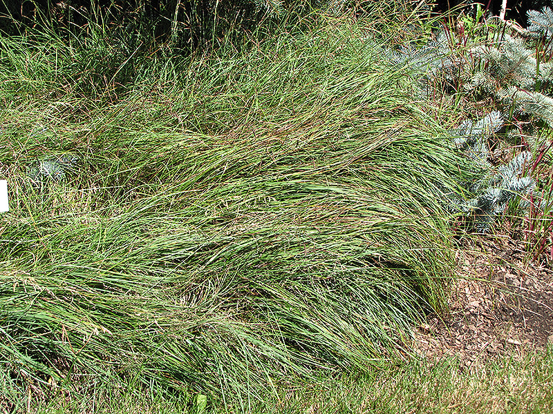Blue Sedge (Carex flacca) at Roger's Gardens