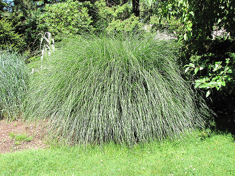 Yaku Jima Dwarf Maiden Grass (Miscanthus sinensis 'Yaku Jima') at Roger's Gardens