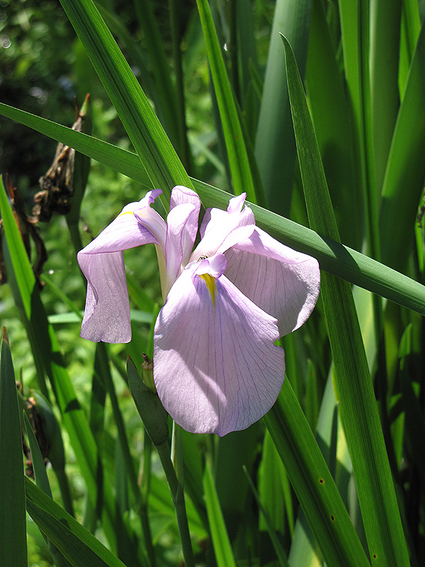 Darling Japanese Flag Iris (Iris ensata 'Darling') at Roger's Gardens