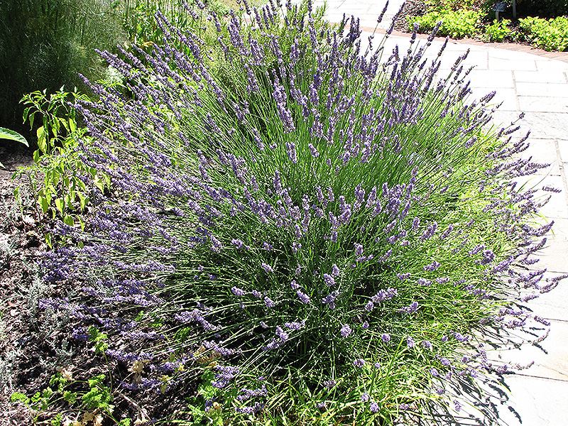 Grosso Lavender (Lavandula x intermedia 'Grosso') at Roger's Gardens