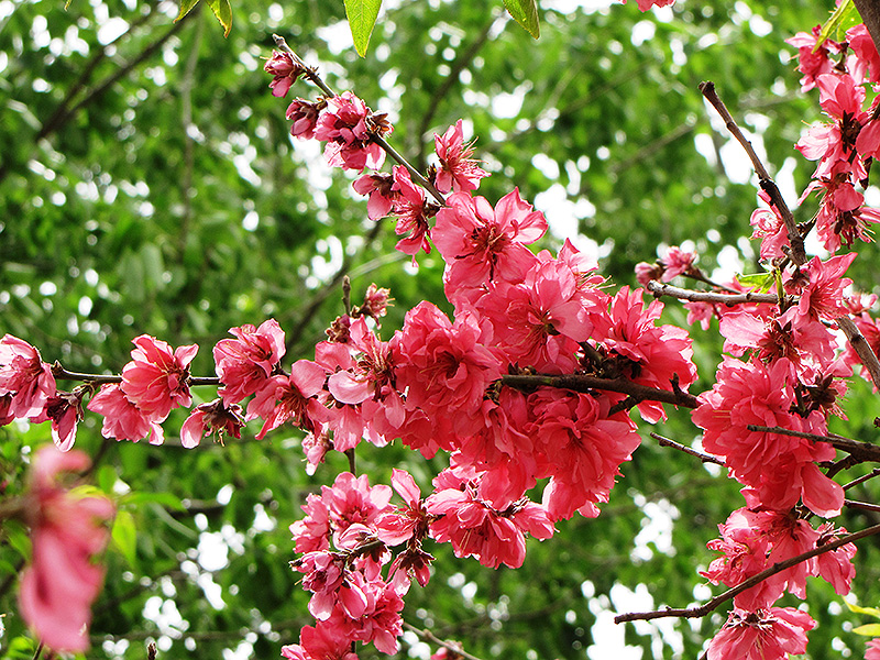 Bonanza Peach (Prunus persica 'Bonanza') at Roger's Gardens