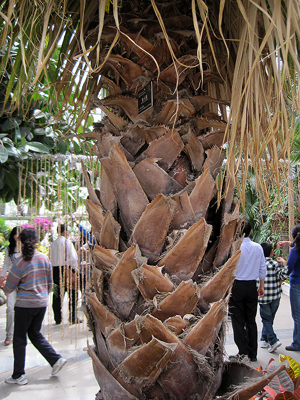 Desert Fan Palm (Washingtonia filifera) at Roger's Gardens