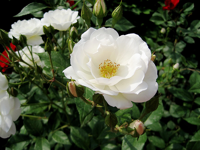 White Simplicity Rose (Rosa 'White Simplicity') at Roger's Gardens