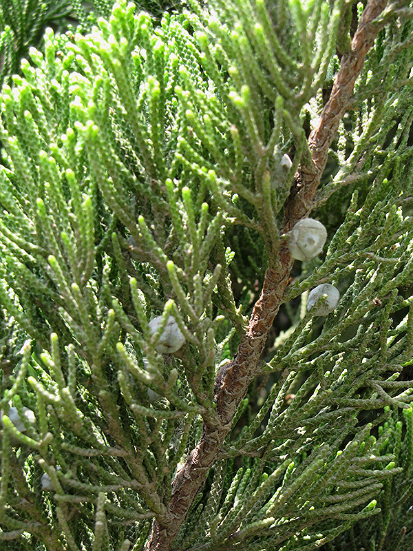 Kaizuka Juniper (Juniperus chinensis 'Kaizuka') at Roger's Gardens