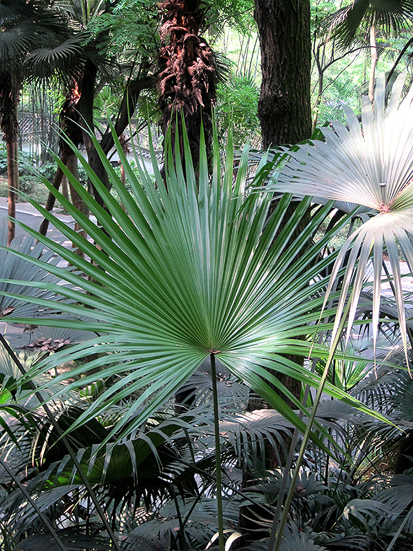 Chinese Fan Palm (Livistona chinensis) at Roger's Gardens