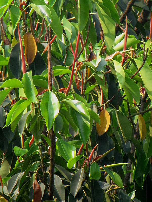 Indian Laurel Fig (Ficus microcarpa) at Roger's Gardens
