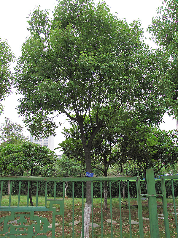Camphor Tree (Cinnamomum camphora) at Roger's Gardens
