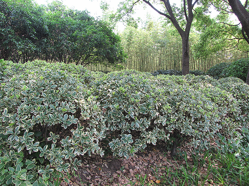 Silver King Euonymus (Euonymus japonicus 'Silver King') at Roger's Gardens
