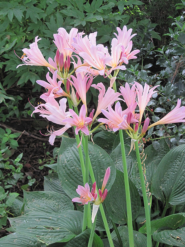 Surprise Lily (Lycoris squamigera) at Roger's Gardens