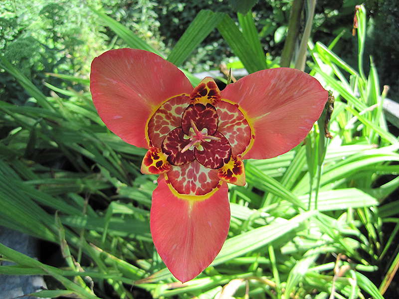 Rossa Tiger Flower (Tigridia pavonia 'Rossa') at Roger's Gardens