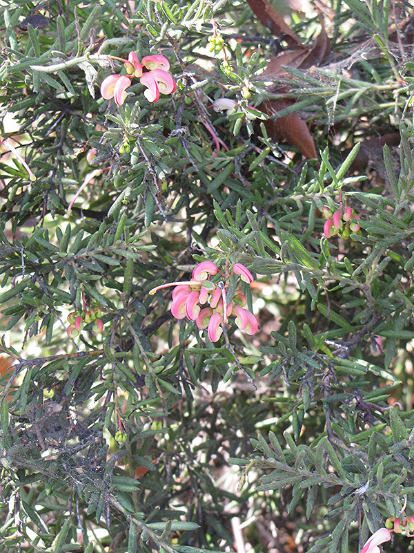 Rosemary Grevillea (Grevillea rosmarinifolia) at Roger's Gardens