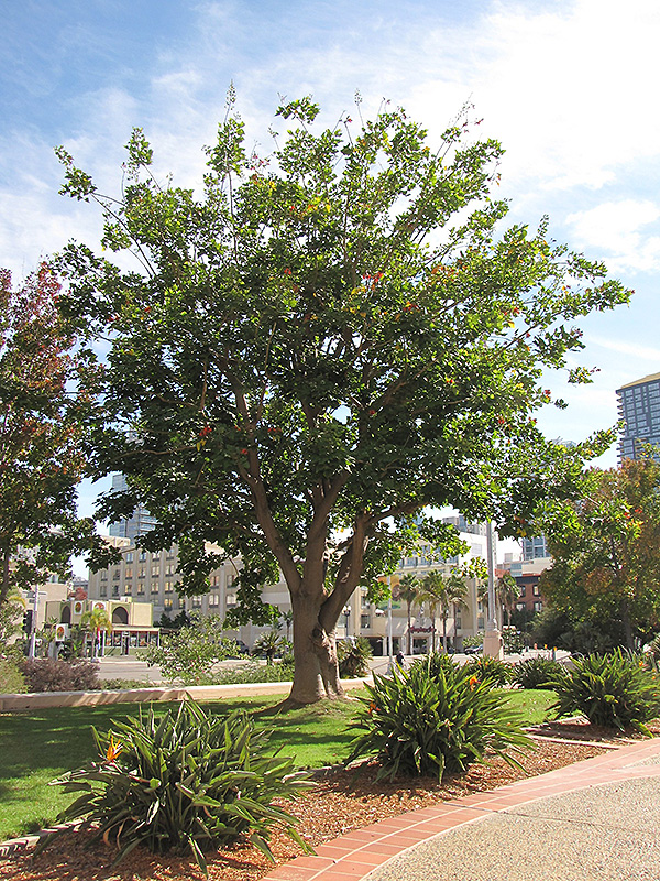 Coast Coral Tree (Erythrina caffra) at Roger's Gardens