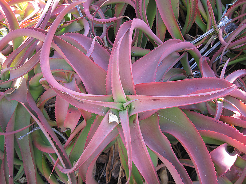 Red Aloe (Aloe cameronii) at Roger's Gardens