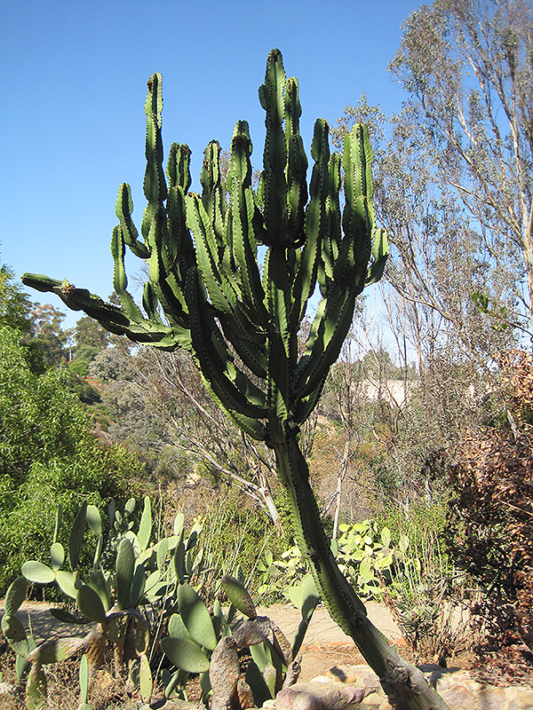 African Candelabra (Euphorbia ammak) at Roger's Gardens
