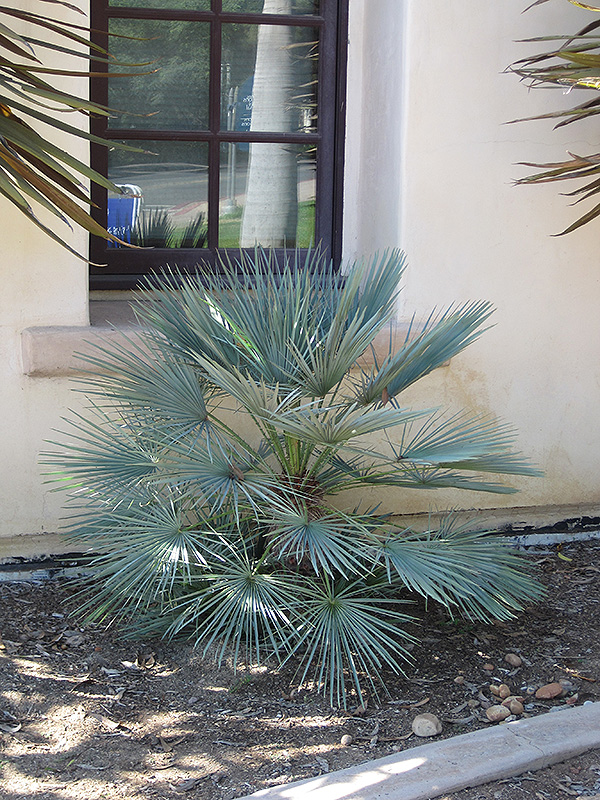 Blue Mediterranean Fan Palm (Chamaerops humilis var. cerifera) at Roger's Gardens